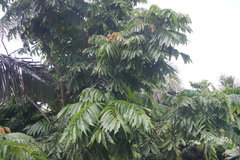 Pometia pinnata