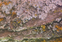 Phaeophyscia hirsuta