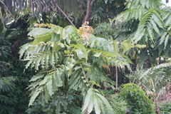 Pometia pinnata