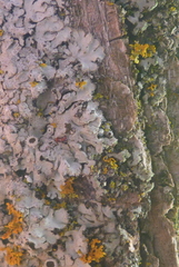 Phaeophyscia hirsuta