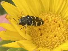 Acmaeodera macra