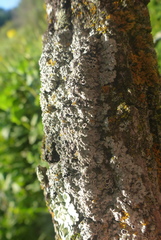 Phaeophyscia hirsuta