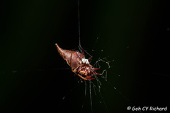 Eriovixia pseudocentrodes