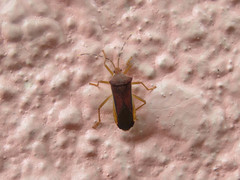 Anasa varicornis