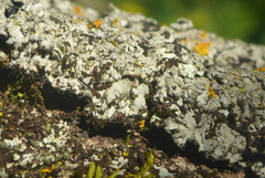 Phaeophyscia hirsuta