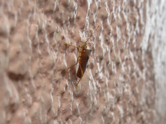 Anasa varicornis
