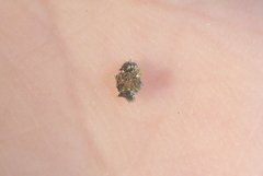 Phaeophyscia hirsuta