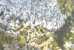Phaeophyscia hirsuta