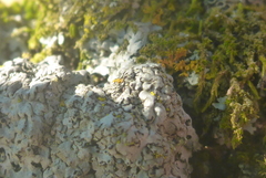 Phaeophyscia hirsuta