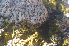 Phaeophyscia hirsuta