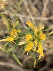 Ericameria parryi