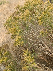 Ericameria parryi