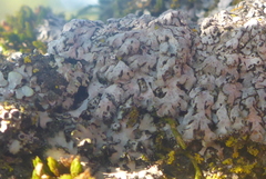 Phaeophyscia hirsuta