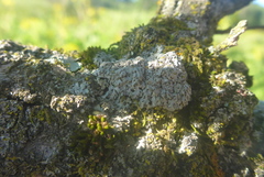 Phaeophyscia hirsuta