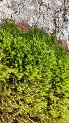 Campylophyllopsis hispidula