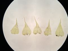 Campylophyllopsis hispidula