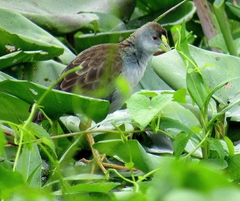 Porphyrio flavirostris
