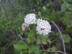 Asclepias texana