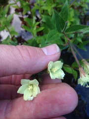 Epilobium luteum
