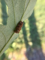 Andricus nigricens