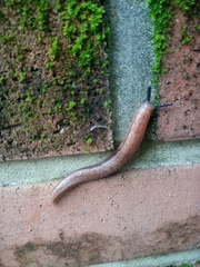 Meghimatium bilineatum