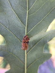 Andricus nigricens