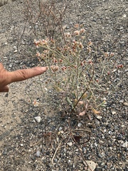 Eriogonum nummulare