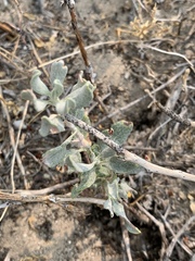 Eriogonum nummulare