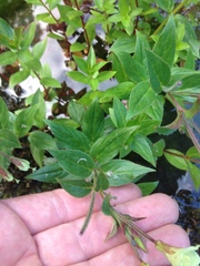 Epilobium luteum