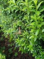 Trichonephila clavata