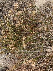 Eriogonum nummulare