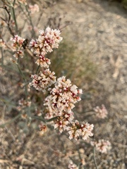 Eriogonum nummulare