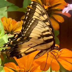 Papilio canadensis × glaucus