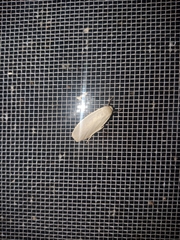 Eilema griseola