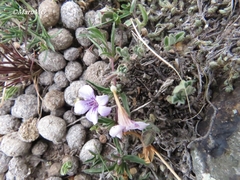 Dyschoriste decumbens
