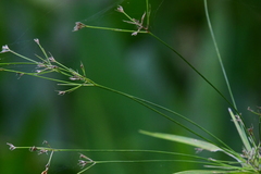 Rhynchospora inundata