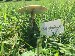 Chlorophyllum