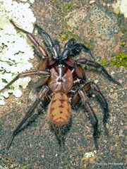 Hexathele hochstetteri