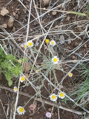 Erigeron flagellaris