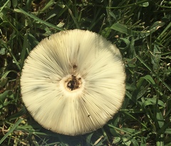 Chlorophyllum