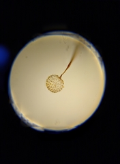 Cribraria microcarpa