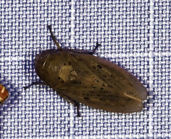 Negosiana dualis