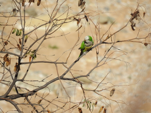 Cliff Parakeet (Myiopsitta luchsi), photo 7