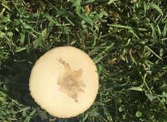 Chlorophyllum