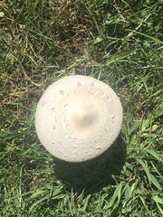 Chlorophyllum