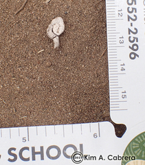 Zonotrichia leucophrys