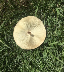 Chlorophyllum
