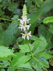 Stachys latidens