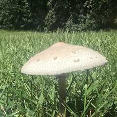 Chlorophyllum
