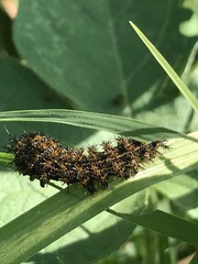 Hemileuca rubridorsa